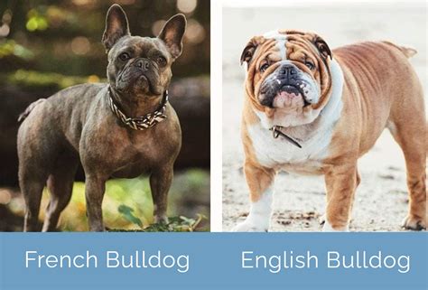 French Bulldog vs English Bulldog: The Differences (With Pictures) | Hepper