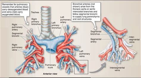 Bronchial And Pulmonary Artery