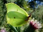 Butterfly Species | PEPLIS JISHEBI | პეპლის ჯიშები