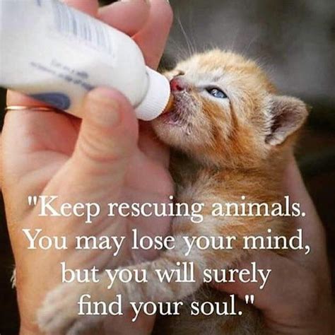 ️🐾🧡🐾💛🐾💚🐾💙🐾💜 | Animal quotes, Animal rescue, Animals and pets