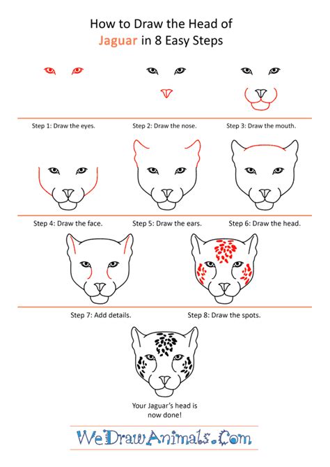 How to Draw a Jaguar Face