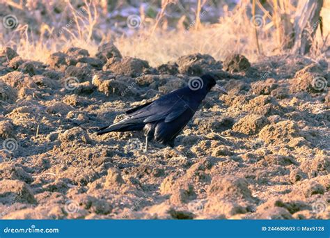 Eurasian Rook Feeding on Plowed Field Stock Image - Image of beak ...