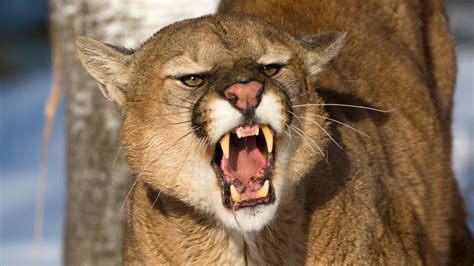 Colorado Man Kills Mountain Lion Who Attacked Him While Jogging | HuffPost Latest News