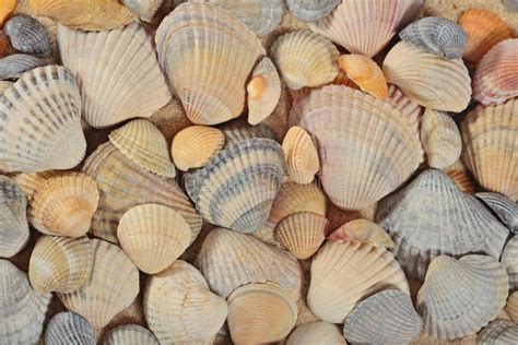 Seashells Close-up As Background Stock Photo - Image of beauty, beach: 141167710