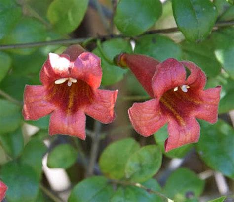 Bignonia capreolata Atrosanguinea | Red Crossvine | 5 Seeds