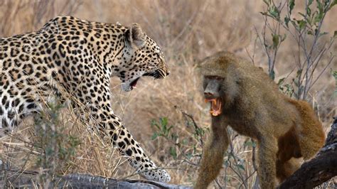 Leopard and Baboon fight in the desert - YouTube