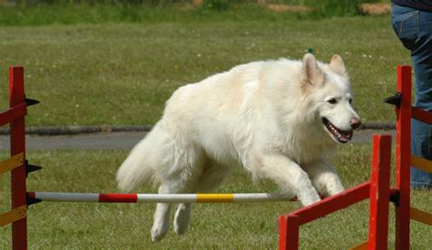 File:White German Shepherd.jpg - Wikimedia Commons