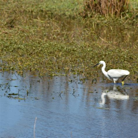 Keoladeo National Park: An Overview | Sahapedia