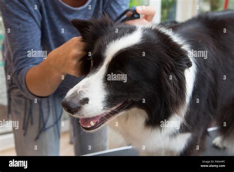 Grooming of Border Collie with grooming tools Stock Photo - Alamy