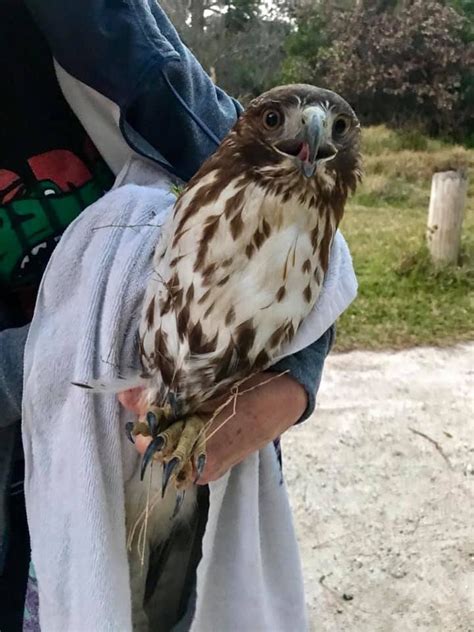 What kind of hawk is this? Northeast Florida : whatsthisbird