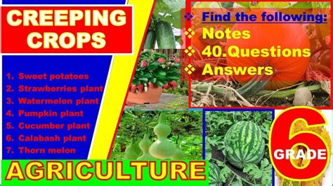 CREEPING CROPS || NOTES AND 40 QUESTIONS|| AGRICULTURE GRADE 6 - YouTube