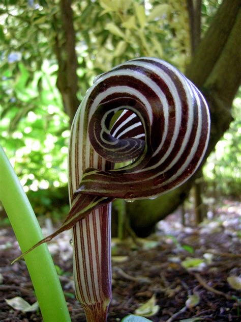 The flowers of Farges's cobra lily (Asian jack-in-the-pulpit) | Unusual flowers, Strange flowers ...