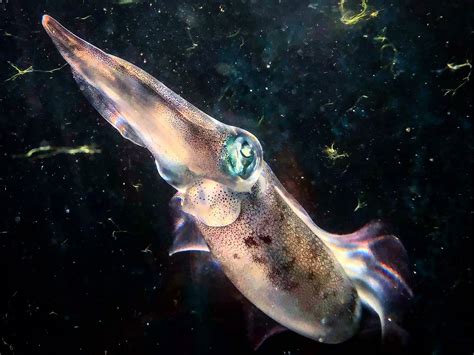 New Study. Squid Use Camouflage to Avoid Predators · Fishing Industry News and Aquaculture SA