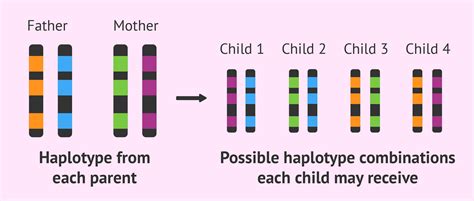 inheritance-of-hla-haplotypes