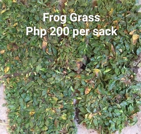 Frog Grass (per Square Meter) | ubicaciondepersonas.cdmx.gob.mx