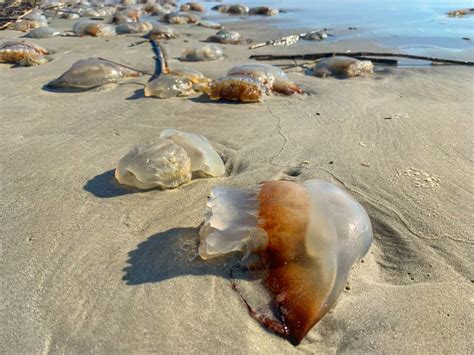 Why are there 1,000 dead jellyfish on Hilton Head, SC beaches? | Myrtle Beach Sun News