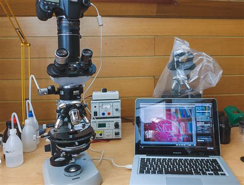 How Do Digital Microscopes Work? - Digital Microscopes Reviews