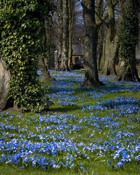 File:Scilla carpet Alnwick gardens.jpg - Wikipedia