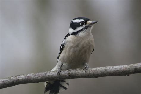 March 7th 2010 Female Downy Woodpecker | Indiana Ivy Nature ...