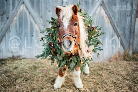 Christmas Farm Animal Greeting Cards Variety Pack Holiday | Etsy