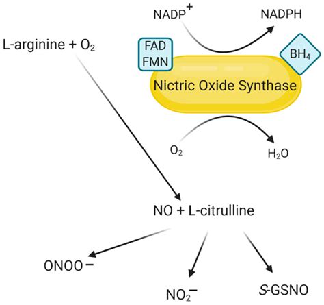 IJMS | Free Full-Text | Human Nitric Oxide Synthase—Its Functions, Polymorphisms, and Inhibitors ...