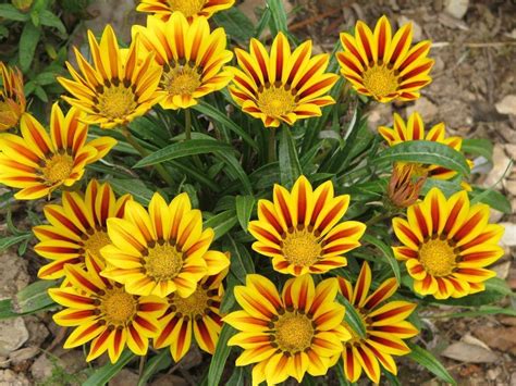 Flores Gazania Espectaculares Colores Mix De Semillas - $ 5.000 en Mercado Libre