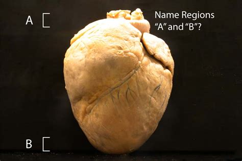 The Heart and Cardiac Cycle