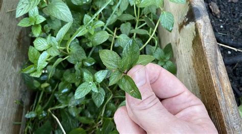 6 Tips to Harvest Mint + What to Avoid To Keep Harvesting