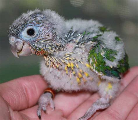 123 best images about Baby Parrots on Pinterest | Birds, Conure and 1 month olds