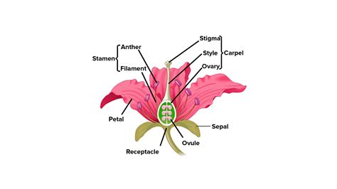 Androecium and Gynoecium