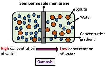 Difference Between Passive and Active transport ( with diagram & Comparison Chart) - Biology Reader