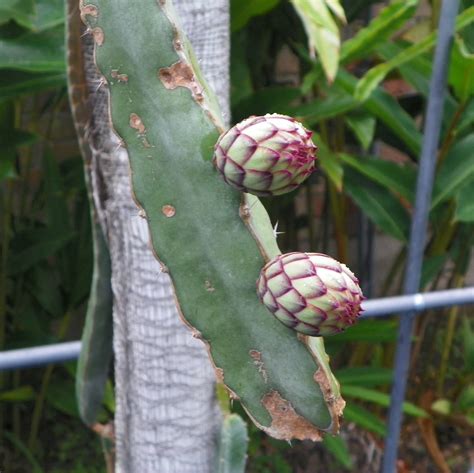 Hylocereus Ocamponis Dragon Fruit Flower bud - Spicy Exotics