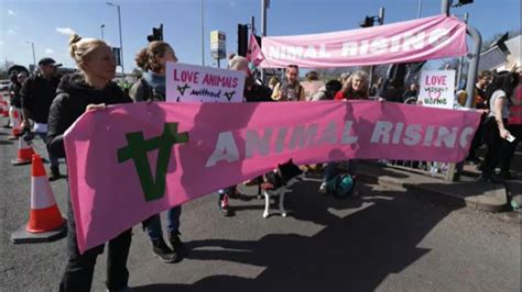 More than 100 arrested as animal activists protest Grand National horse race | LiveNOW from FOX