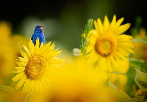 Download Sunflower Animal Cardinal HD Wallpaper
