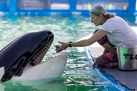 Tokitae the orca died from old age and multiple chronic illnesses ...