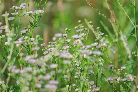 7 Stunning Places to See Minnesota Wildflowers This Spring