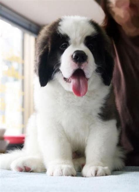 17 Best images about Saint Bernard Puppies on Pinterest | Beauty, Saint ...