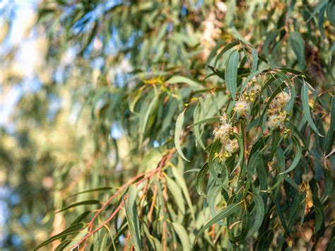 Eucalyptus Tree Information: How To Care For A Eucalyptus Tree