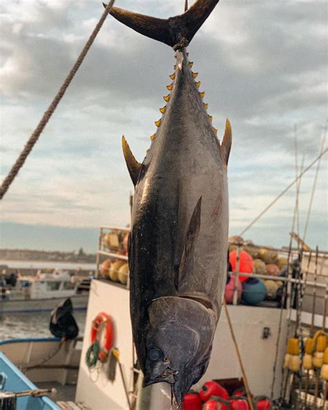 Bigeye Tuna | California Sea Grant