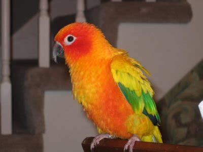 Sun Conure Colors - Parrot World