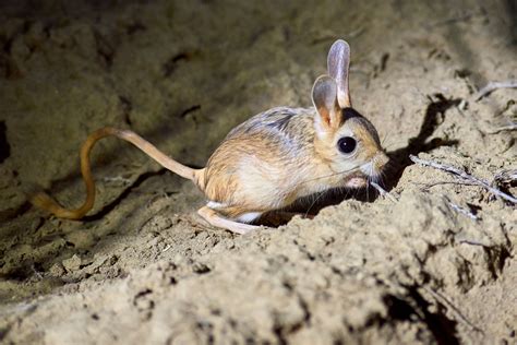 17 Desert Animals and Their Amazing Adaptations