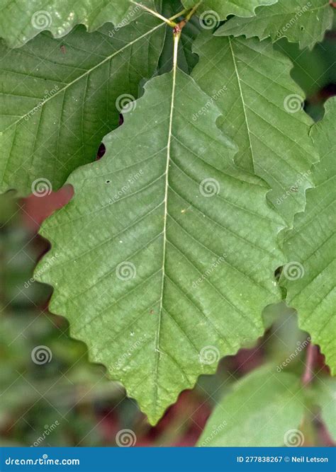 Tree Identification. Leaf. Chestnut Oak. Quercus Montana Stock Image - Image of chestnut, shape ...