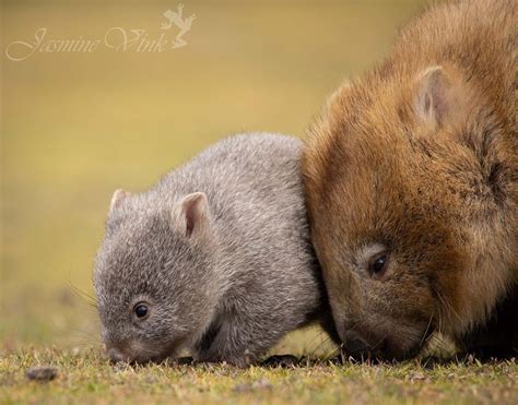 Australian Geographic on Instagram: “#wombat Wednesday! This mum and ...