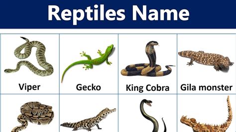 Reptiles | Reptiles Name | Learn Reptiles #reptiles #Kids_Corner206 # ...