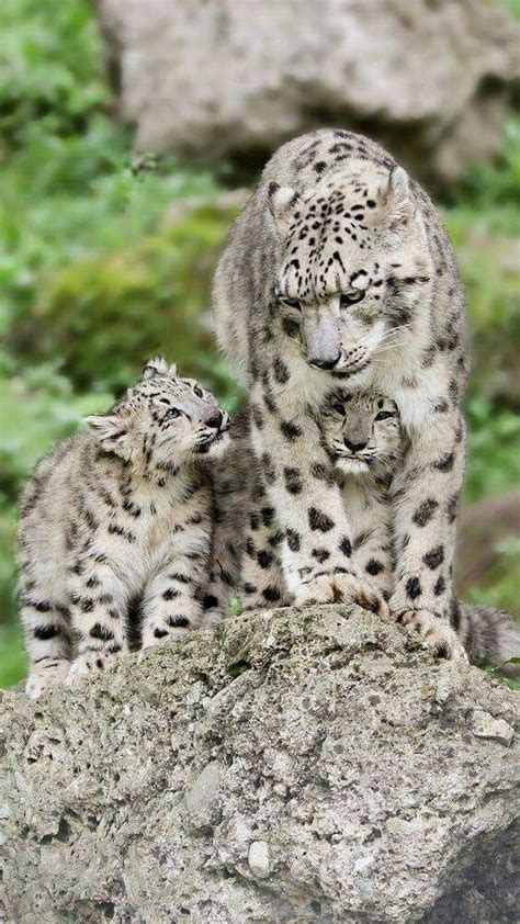 🔥 Snow Leopard mom with cubs. : u/DanKonE90