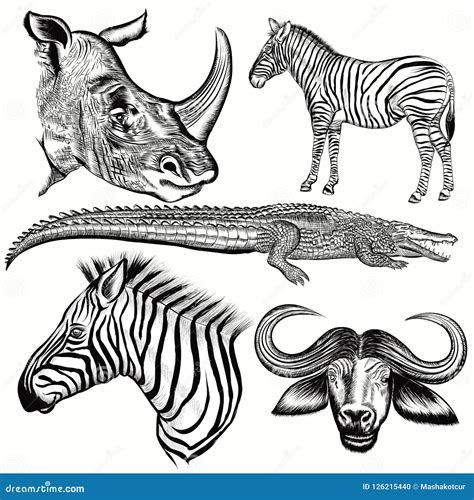 Set of Vector Hand Drawn African Animals Stock Vector - Illustration of ...