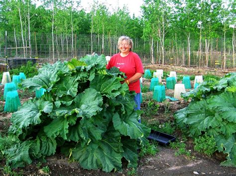 Rhubarb: The Pioneers’ Pie Plant | Self-Reliance