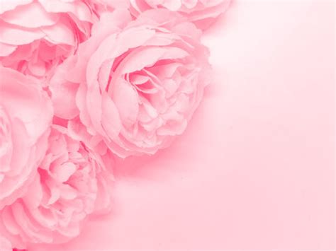 Background Flower Pink Design | Best Flower Site