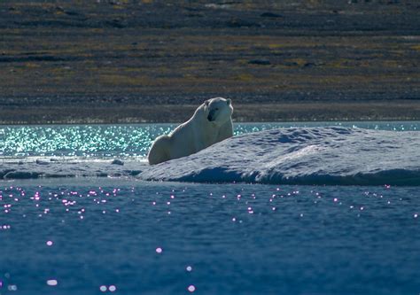 Baffin Island Cruise & Wildlife Watching | One Ocean Expeditions