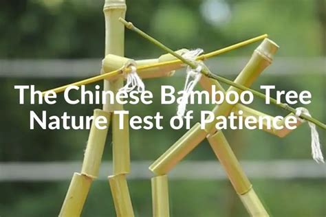 The Chinese Bamboo Tree: Nature's Ultimate Test of Patience